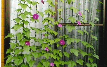 サステなひろば「のびのび～緑のカーテン」