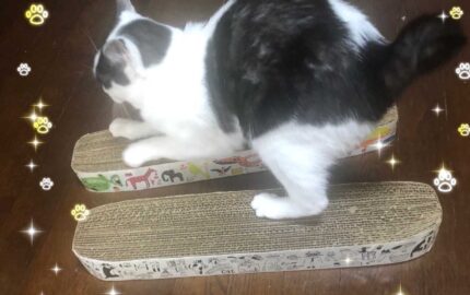 令和6年度　夏休み企画　サステなひろば「猫の爪とぎボードを段ボールでDIY」(8/3)